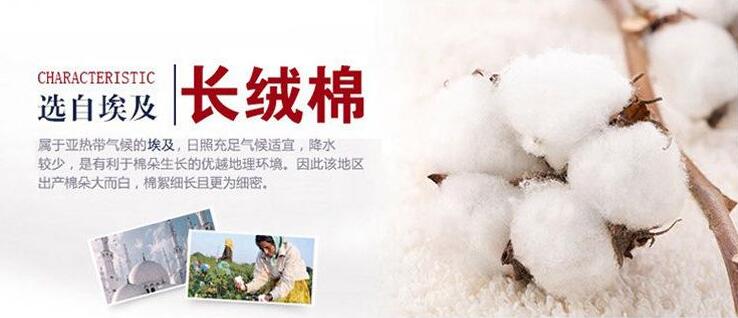 埃及長(cháng)絨棉
